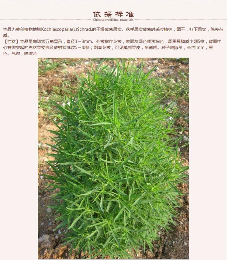 地肤子5.jpg