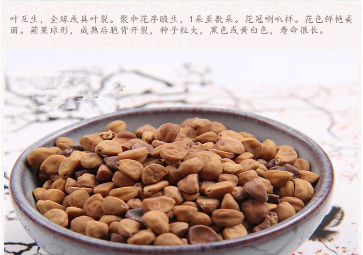 牵牛子白4.jpg