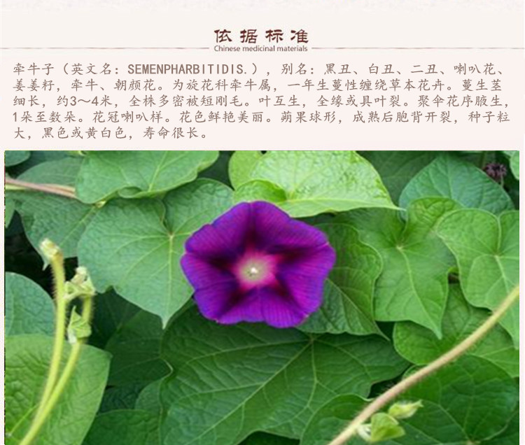 牵牛子白5.jpg