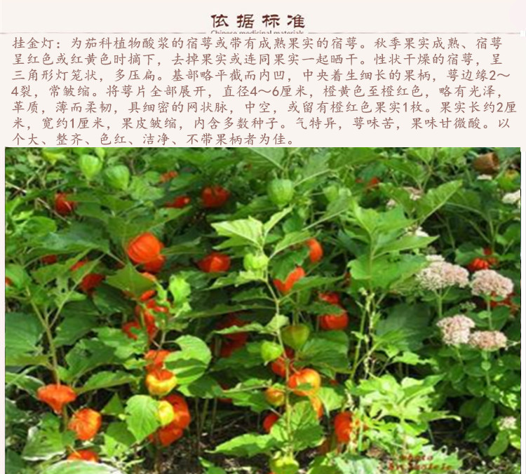 挂金灯9.jpg
