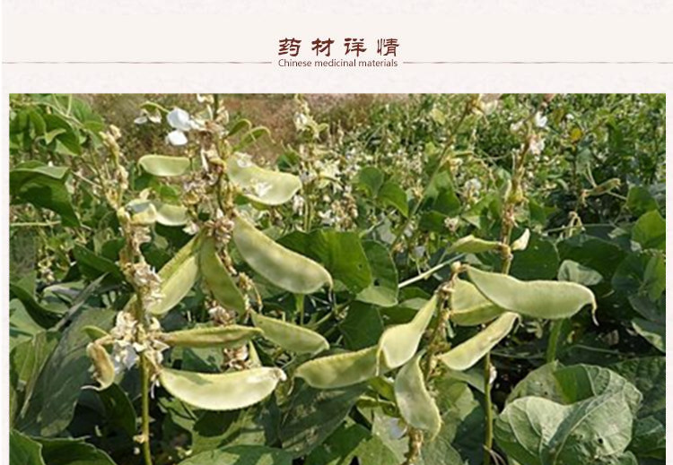 扁豆衣2.jpg