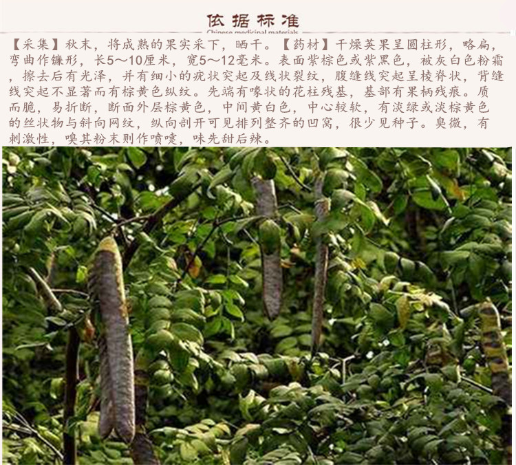 大皂角9.jpg