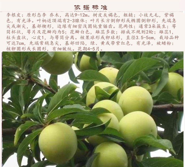 李根白皮9.jpg