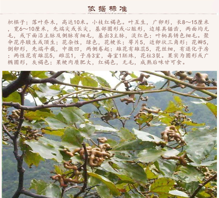 枳椇子9.jpg