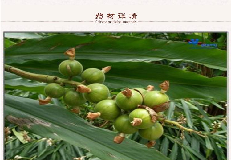 草豆蔻2.jpg