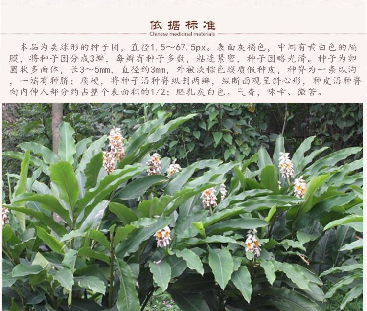 草豆蔻5.jpg