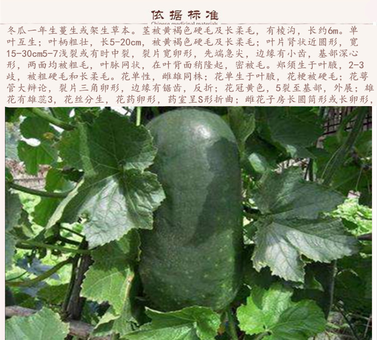 冬瓜皮9.jpg