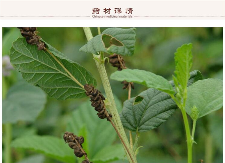 选货补骨脂3.jpg