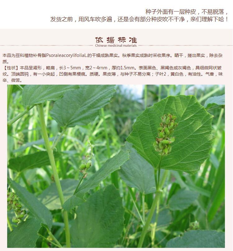 选货补骨脂6.jpg