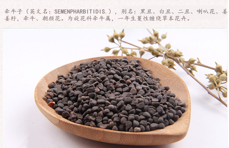 黑牵牛子3.jpg