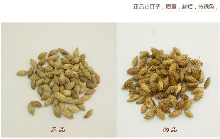 苍耳子5.jpg
