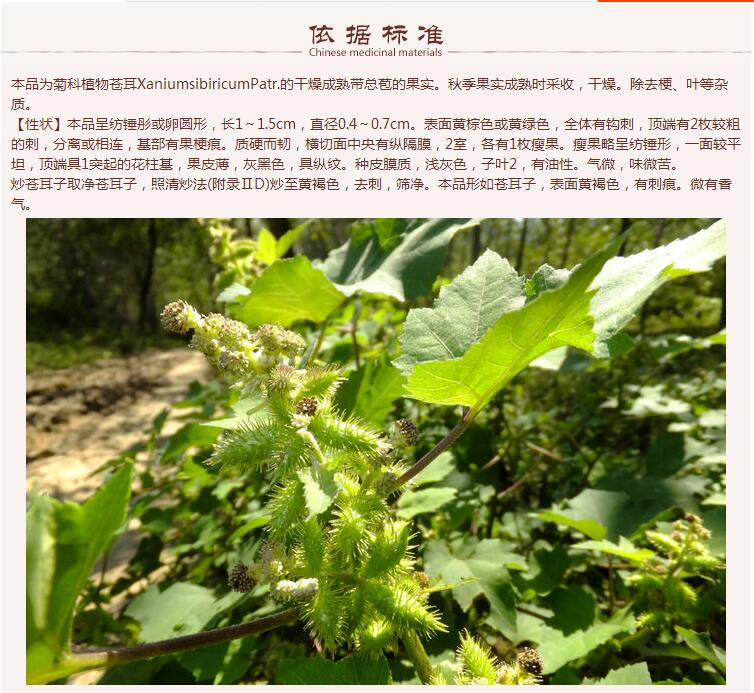 苍耳子6.jpg