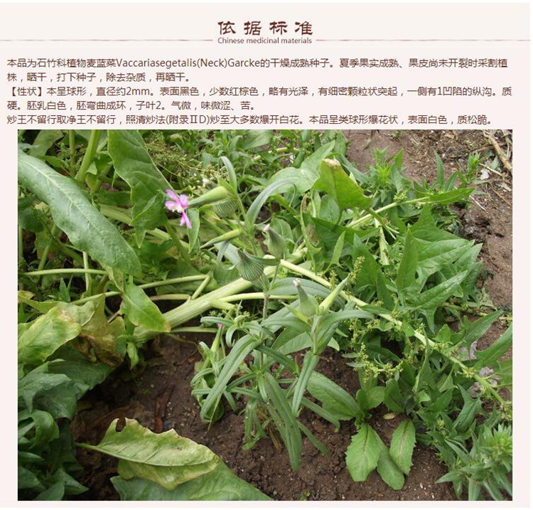 炒王不留行5.jpg