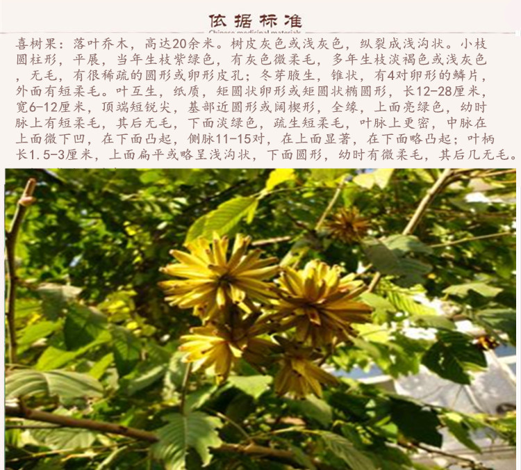 喜树果9.jpg