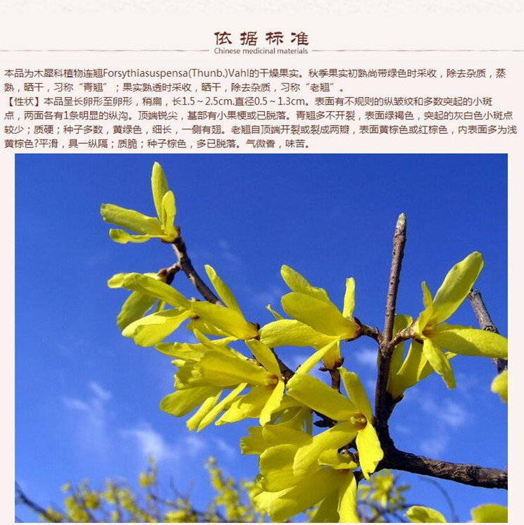 新连翘5.jpg