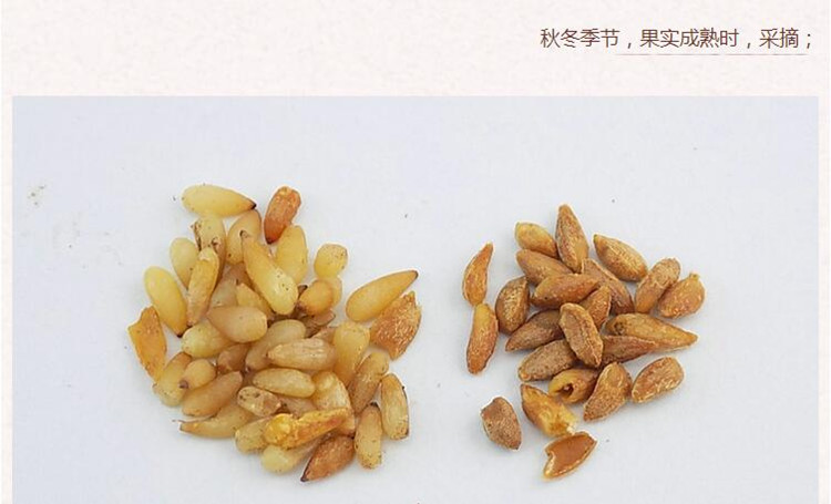 柏子仁5.jpg
