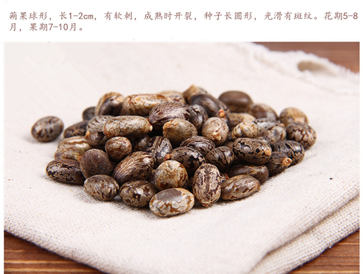 蓖麻籽4.jpg