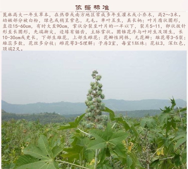蓖麻籽9.jpg