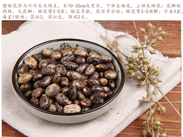 蓖麻籽5.jpg
