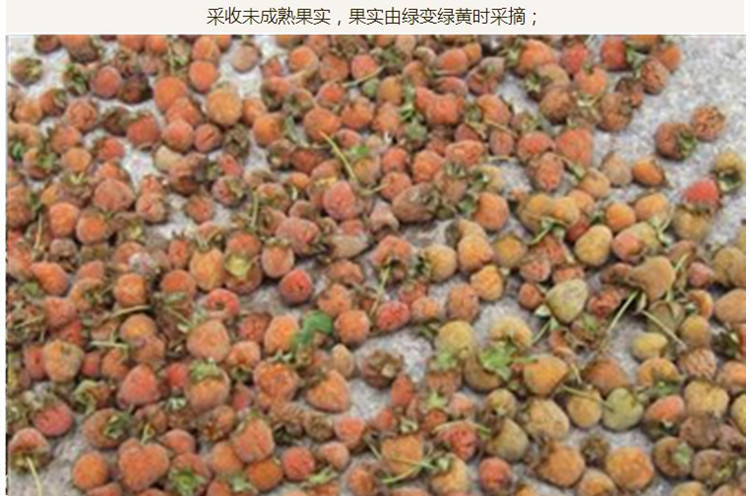 覆盆子4.jpg