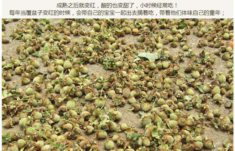 覆盆子3.jpg