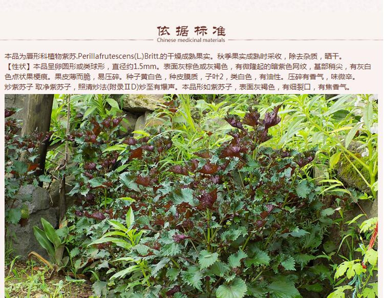 紫苏子8.jpg