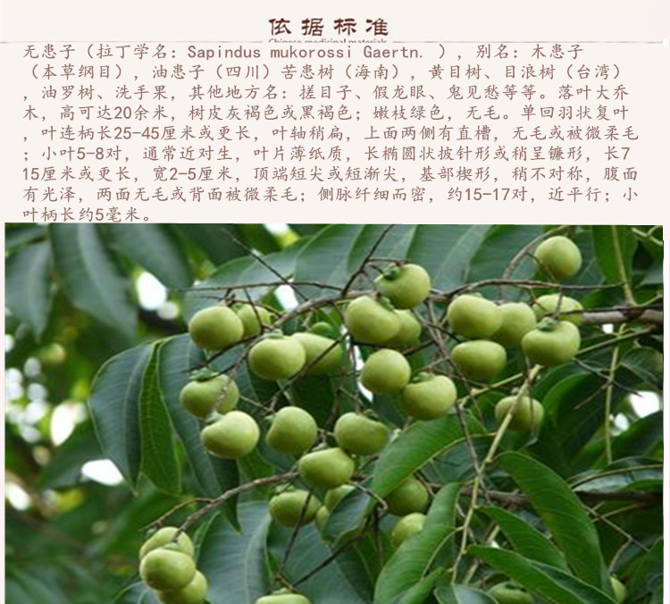 无患子9.jpg