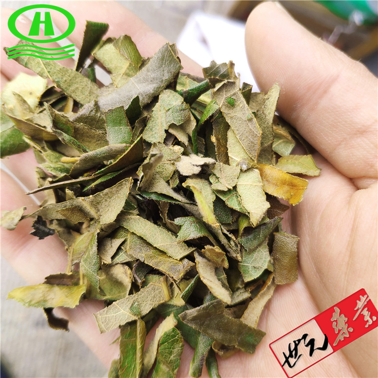 绿批把叶8枇杷叶~07_副本.jpg