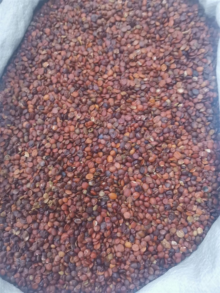 酸枣仁.jpg