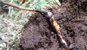 被传得神乎其微的冬虫夏草，究竟有没有养生保健功效？是骗局吗？