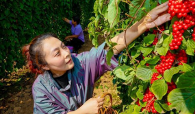 3000万打造中药养生文化产业园——沈阳辽中新增一处旅游打卡地