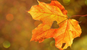 秋季不送秋波，只送养生知识