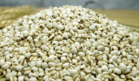 人称“假玉石”，又名薏苡仁，著名食疗佳品薏米如何种植看这里