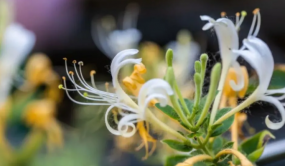 金银花的功效与作用？清热解毒，夏季炎热家家必备它