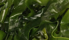 昆布即是海带 传统药食同源 健康中国食疗养生好选择