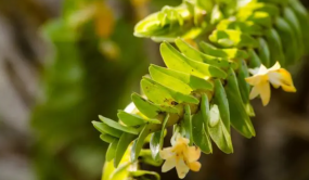 春季食疗养生——石斛