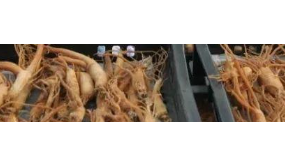 当00后都开始补“参”